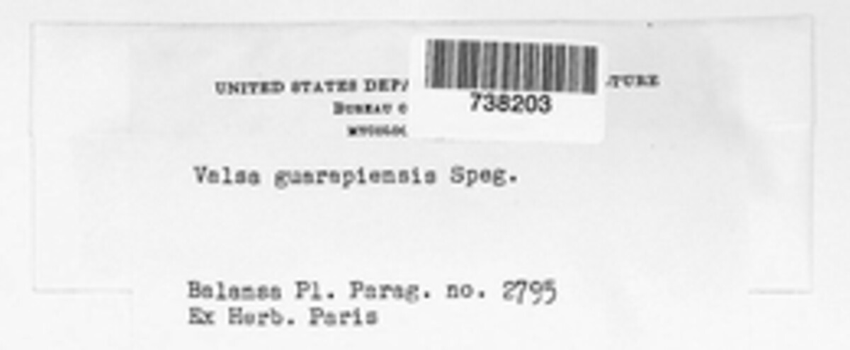 Valsa guarapiensis image